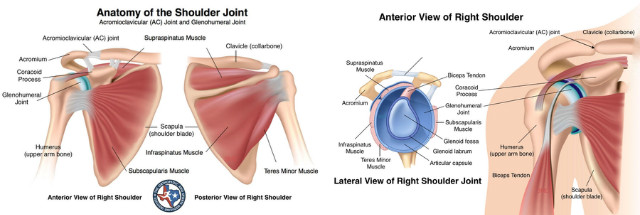 shoulder-anatomy-injuries.jpg